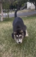 "Blue" or "Pepper", a female Siberian Husky and Golden Retriever for sale in Eagle Mountain, UT – 2 of 10