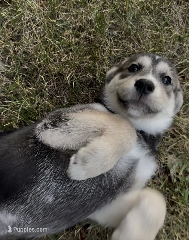 "Blue" or "Pepper" – Siberian Husky, Golden Retriever puppy for sale in Eagle Mountain, UT