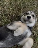 "Blue" or "Pepper", a female Siberian Husky and Golden Retriever for sale in Eagle Mountain, UT – 1 of 10