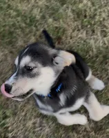 "Blue" or "Pepper", a female Siberian Husky and Golden Retriever for sale in Eagle Mountain, UT – 6 of 10