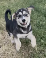 "Blue" or "Pepper", a female Siberian Husky and Golden Retriever for sale in Eagle Mountain, UT – 7 of 10