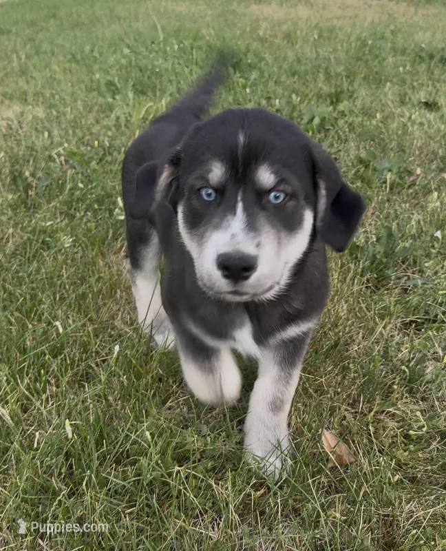 “Orange” or  “Tank” – Siberian Husky, Golden Retriever puppy for sale in Eagle Mountain, UT