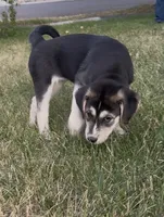 "Blue" or "Pepper", a female Siberian Husky and Golden Retriever for sale in Eagle Mountain, UT – 3 of 10