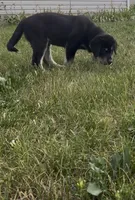 "Red" or "Alpha", a male Siberian Husky and Golden Retriever for sale in Eagle Mountain, UT – 2 of 8