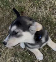 "Blue" or "Pepper", a female Siberian Husky and Golden Retriever for sale in Eagle Mountain, UT – 10 of 10