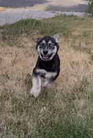 "Yellow" or "Joy", a female Siberian Husky and Golden Retriever for sale in Eagle Mountain, UT – 2 of 10