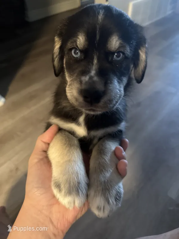 “Orange” or  “Tank” – Siberian Husky, Golden Retriever puppy on hold in Eagle Mountain, UT