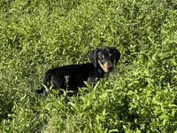 Cooper, a male Dachshund and Chiweenie for sale in Sumrall, MS – Photo 10 of 10