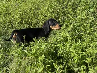 Cooper, a male Dachshund and Chiweenie for sale in Sumrall, MS – Photo 8 of 10