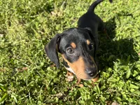 Cooper, a male Dachshund and Chiweenie for sale in Sumrall, MS – Photo 2 of 10