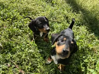 Cooper, a male Dachshund and Chiweenie for sale in Sumrall, MS – Photo 4 of 10
