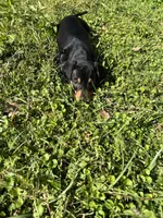 Cooper, a male Dachshund and Chiweenie for sale in Sumrall, MS – Photo 6 of 10