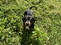 Cooper, a male Dachshund and Chiweenie for sale in Sumrall, MS – Photo 5 of 10