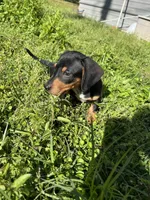 Cooper, a male Dachshund and Chiweenie for sale in Sumrall, MS – Photo 3 of 10