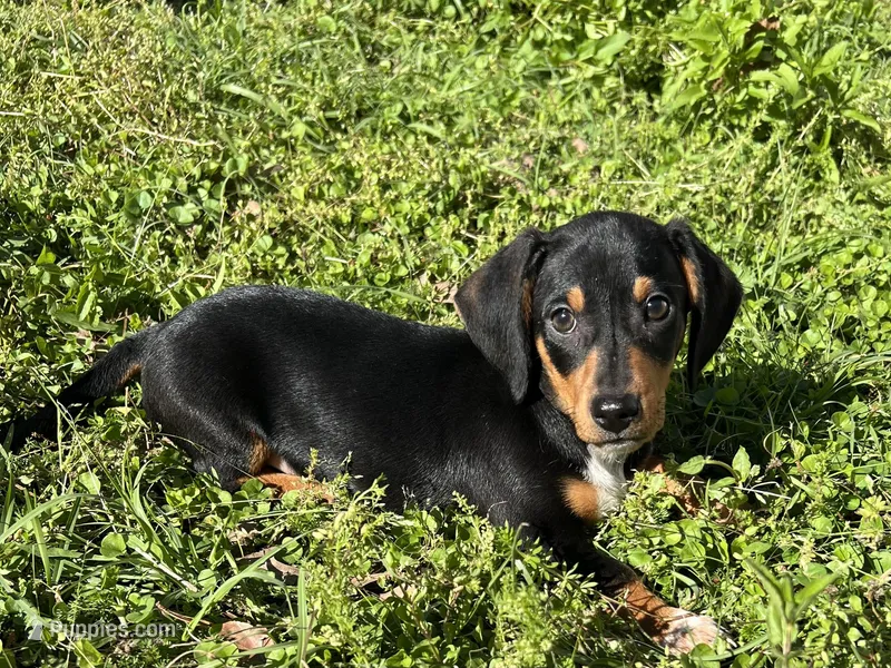 Cooper – Dachshund, Chiweenie puppy for sale in Sumrall, MS
