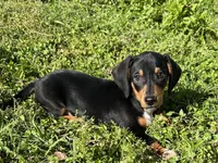 Cooper, a male Dachshund and Chiweenie for sale in Sumrall, MS – Photo 1 of 10