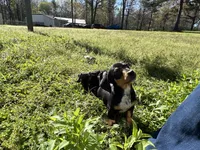 Cooper, a male Dachshund and Chiweenie for sale in Sumrall, MS – Photo 7 of 10