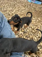 Chloe, a female Dachshund and Chiweenie for sale in Sumrall, MS – 3 of 10