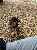 Chloe, a female Dachshund and Chiweenie for sale in Sumrall, MS – 5 of 10