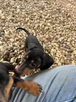 Zoey, a female Dachshund and Chiweenie for sale in Sumrall, MS – 5 of 5
