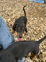 Chloe, a female Dachshund and Chiweenie for sale in Sumrall, MS – 4 of 10