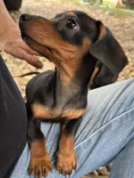 Zoey, a female Dachshund and Chiweenie for sale in Sumrall, MS – 4 of 5
