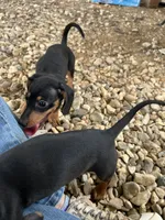 Chloe, a female Dachshund and Chiweenie for sale in Sumrall, MS – 8 of 10