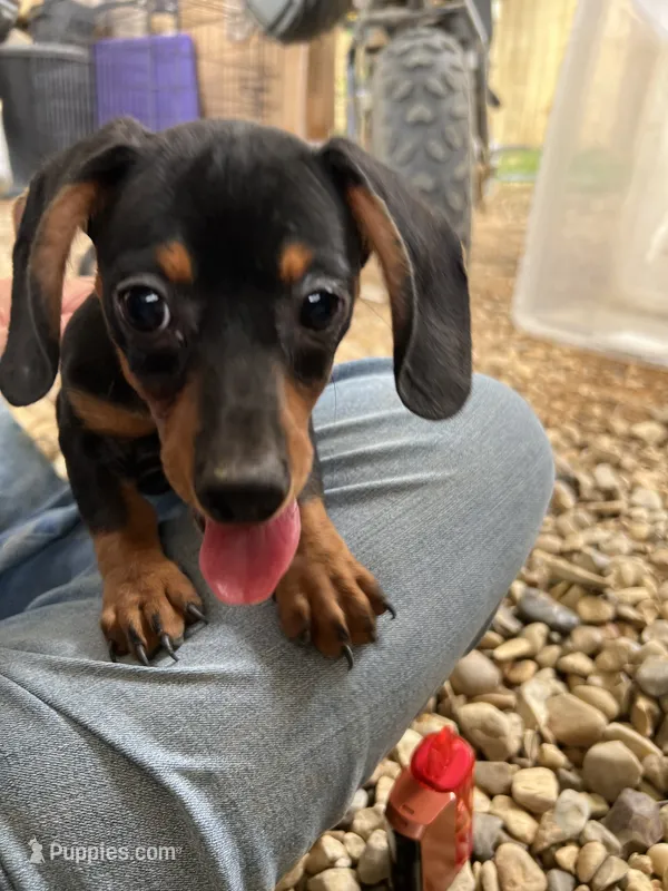Chloe – Dachshund, Chiweenie puppy for sale in Sumrall, MS