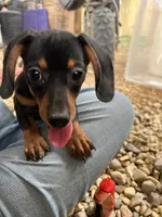 Chloe, a female Dachshund and Chiweenie for sale in Sumrall, MS – 1 of 10