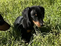 Charlie , a male Dachshund and Chiweenie for sale in Sumrall, MS – Photo 2 of 8