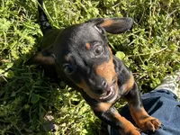 Charlie , a male Dachshund and Chiweenie for sale in Sumrall, MS – Photo 4 of 8