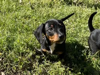 Charlie , a male Dachshund and Chiweenie for sale in Sumrall, MS – Photo 7 of 8