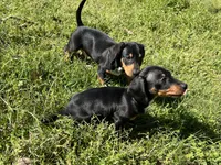 Charlie , a male Dachshund and Chiweenie for sale in Sumrall, MS – Photo 8 of 8