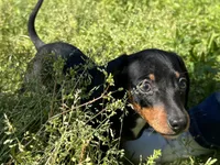 Charlie , a male Dachshund and Chiweenie for sale in Sumrall, MS – Photo 5 of 8