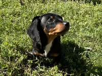 Charlie , a male Dachshund and Chiweenie for sale in Sumrall, MS – Photo 3 of 8