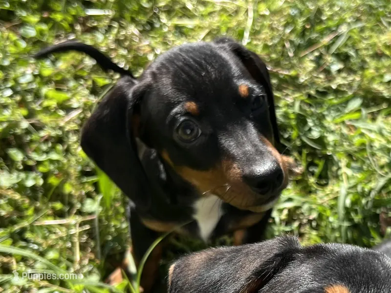Charlie  – Dachshund, Chiweenie puppy for sale in Sumrall, MS