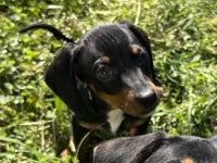 Charlie , a male Dachshund and Chiweenie for sale in Sumrall, MS – Photo 1 of 8