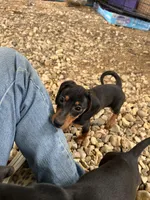 Chloe, a female Dachshund and Chiweenie for sale in Sumrall, MS – 2 of 10