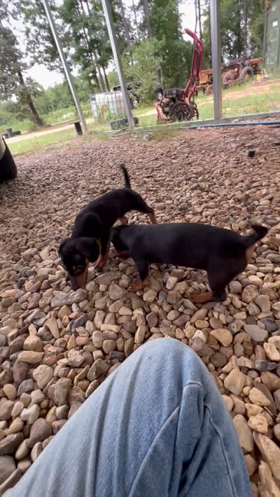 Chloe, a female Dachshund and Chiweenie for sale in Sumrall, MS – 10 of 10