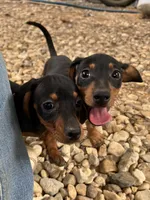 Zoey, a female Dachshund and Chiweenie for sale in Sumrall, MS – 3 of 5