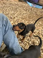 Chloe, a female Dachshund and Chiweenie for sale in Sumrall, MS – 9 of 10