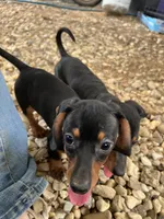 Chloe, a female Dachshund and Chiweenie for sale in Sumrall, MS – 7 of 10