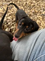 Zoey, a female Dachshund and Chiweenie for sale in Sumrall, MS – 2 of 5