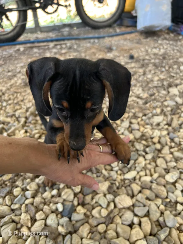 Zoey – Dachshund, Chiweenie puppy for sale in Sumrall, MS