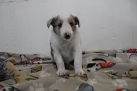 Merlin sheltie blue merle puppy , a male Shetland Sheepdog for sale in Mio, MI – 2 of 3