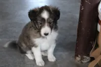 Star shelite puppy, a male Shetland Sheepdog for sale in Mio, MI – 3 of 3