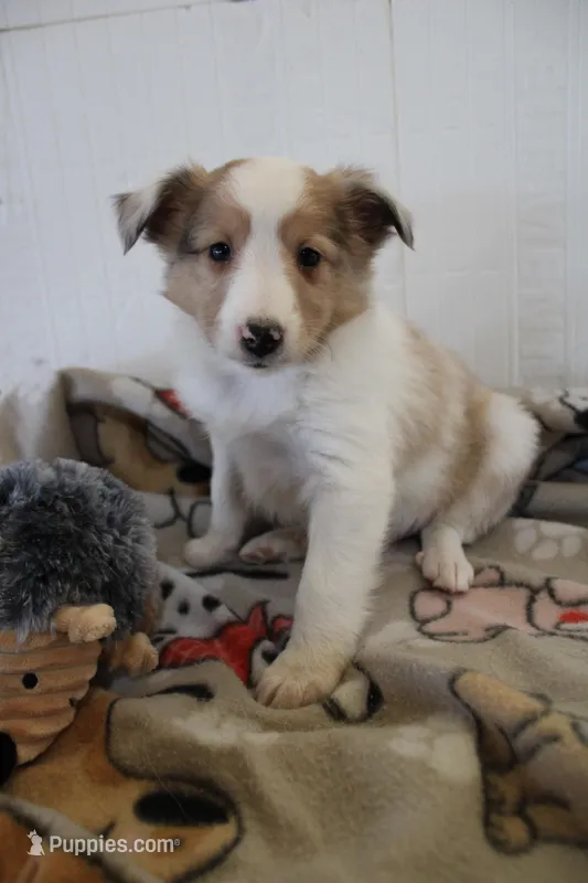 Merlin  – Shetland Sheepdog puppy for sale in Mio, MI