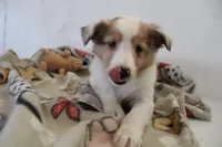 Merlin , a male Shetland Sheepdog for sale in Mio, MI – Photo 2 of 2