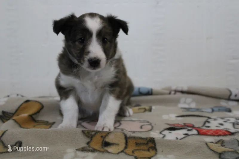Kalya  – Shetland Sheepdog puppy for sale in Mio, MI