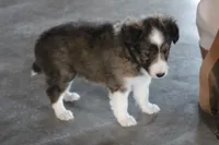 Star shelite puppy, a male Shetland Sheepdog for sale in Mio, MI – 2 of 3